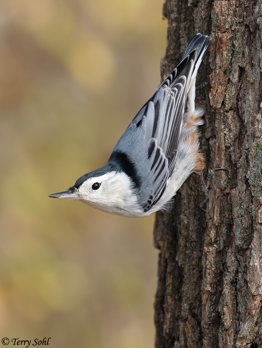 WB Nuthatch