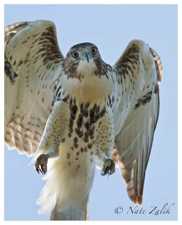 Red-tailed Hawk Flight