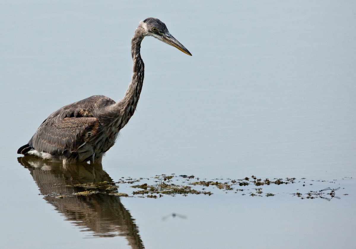 Heron encounter 1 of 4