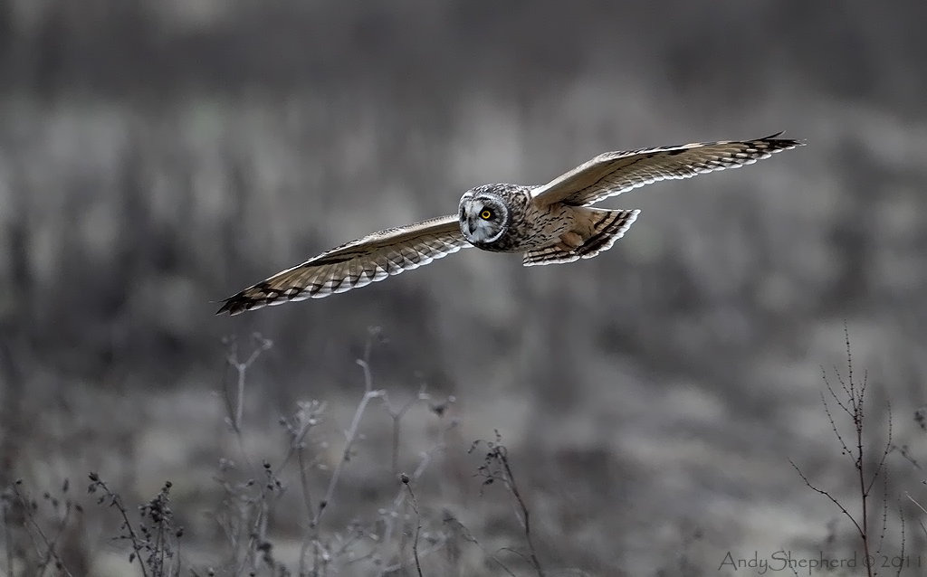Short-eared Owl