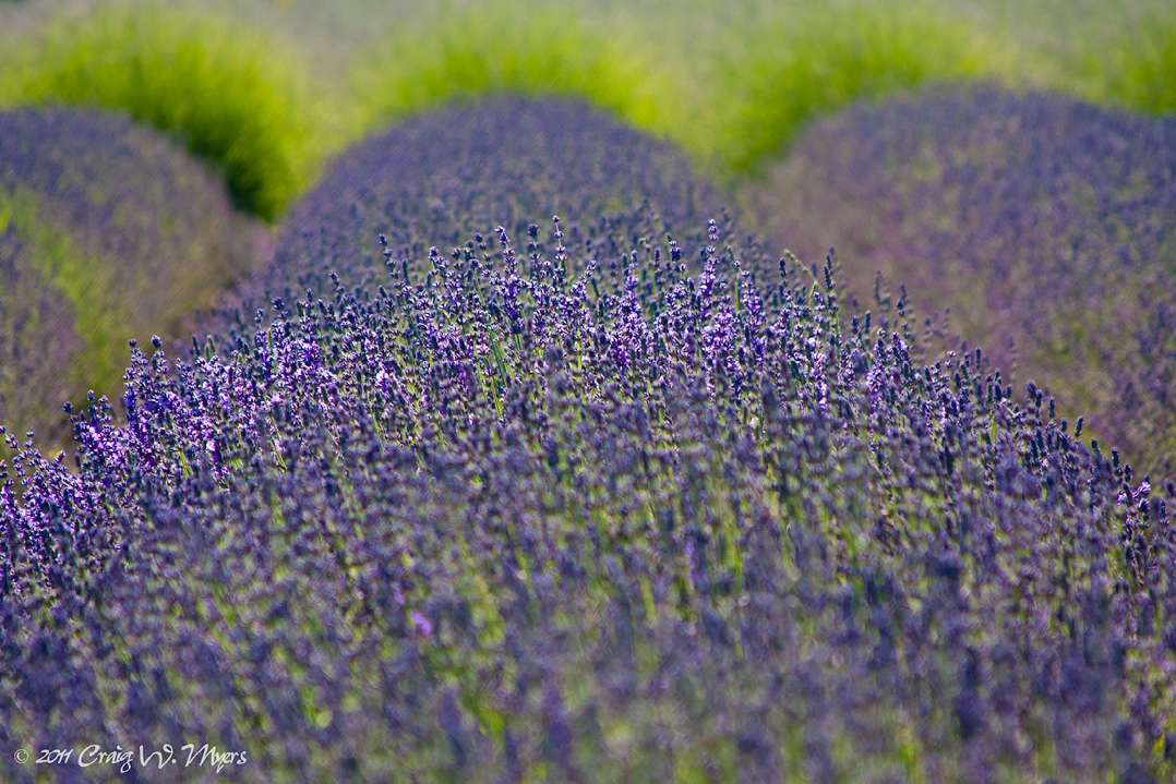 Sequim Lavender