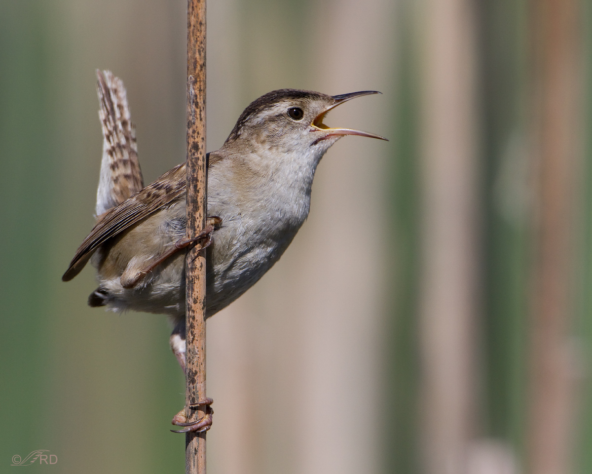 Marsh Wren