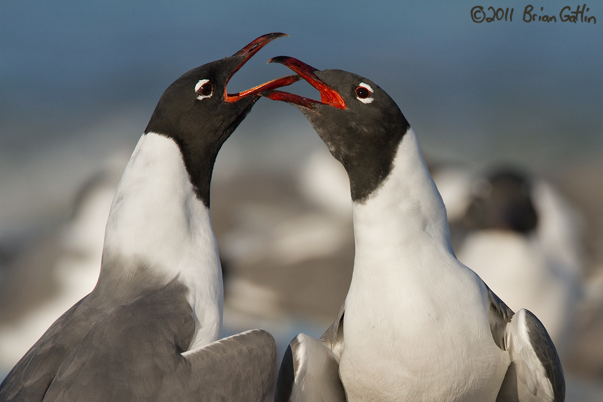 Laughing Gulls
