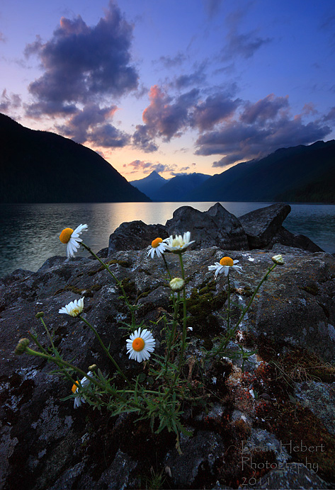 Flowers at Dusk