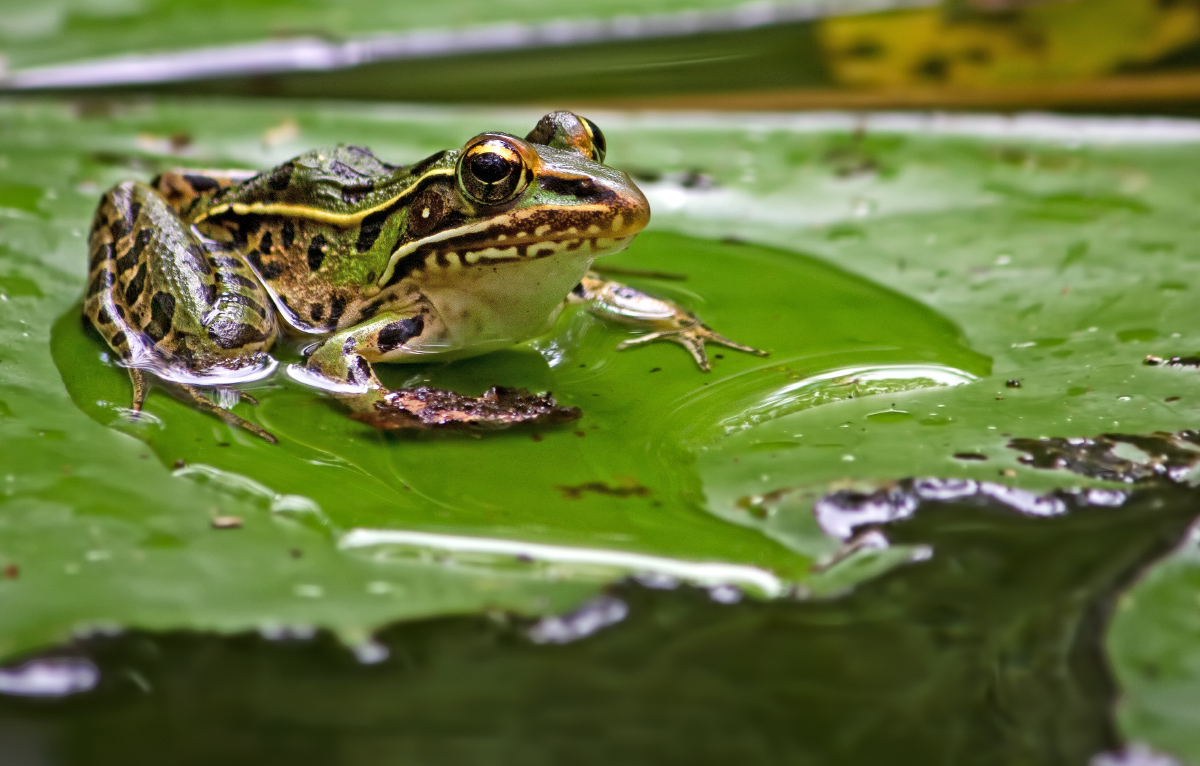 Leopard Frog
