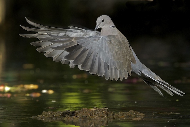 The pigeon