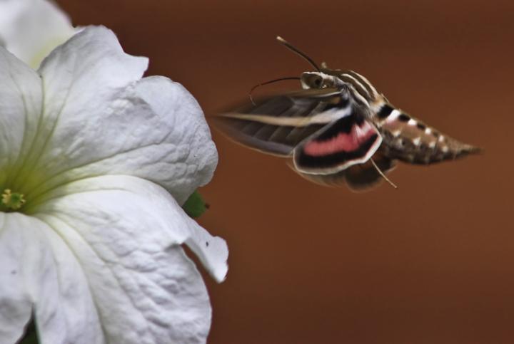 Hawk Moth