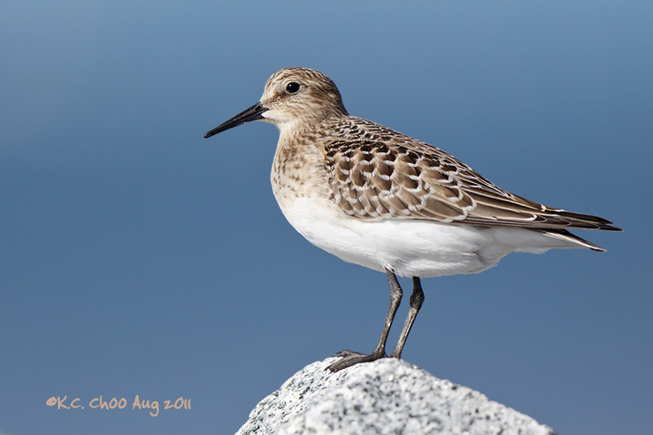 Baird's Sandpiper