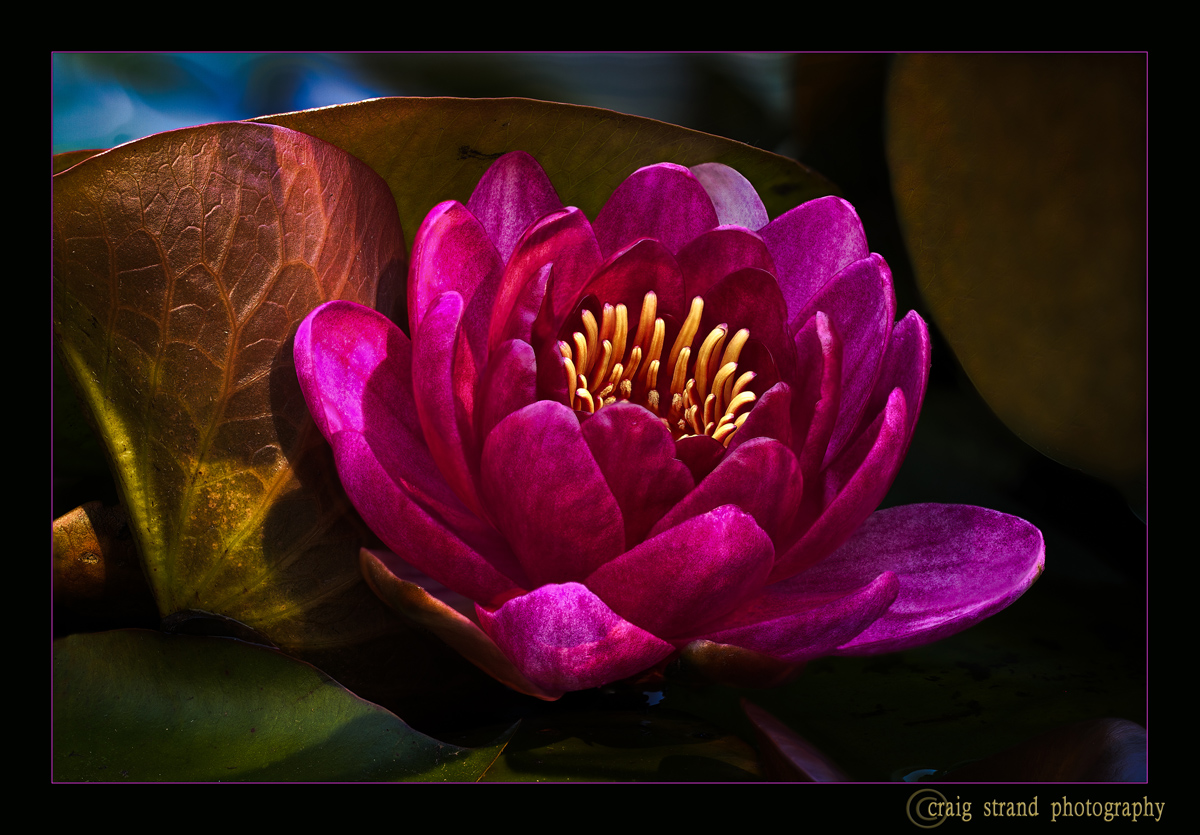 Back to Water Lily's