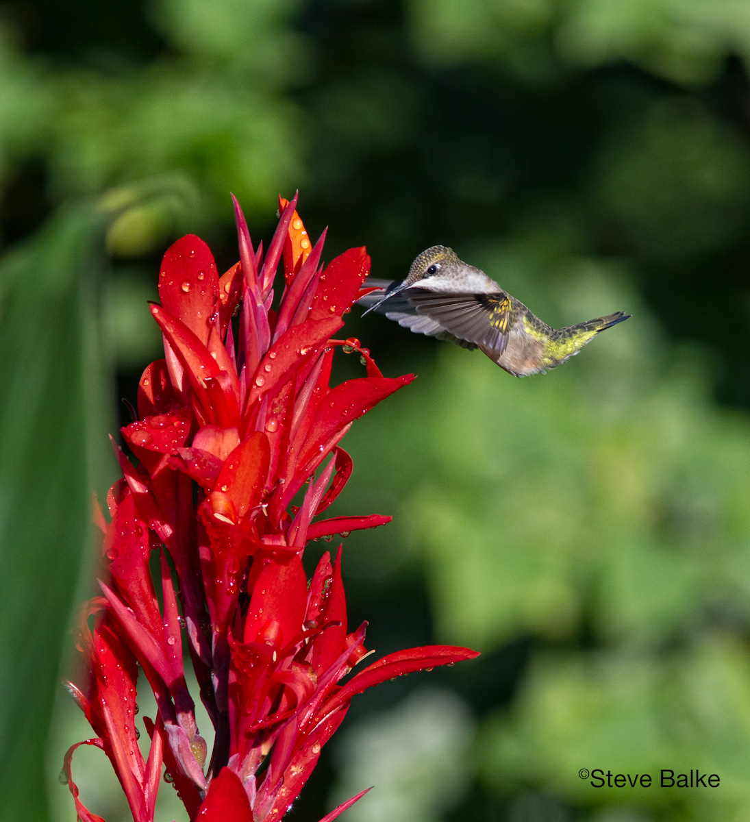 Bent Hummer+Repost