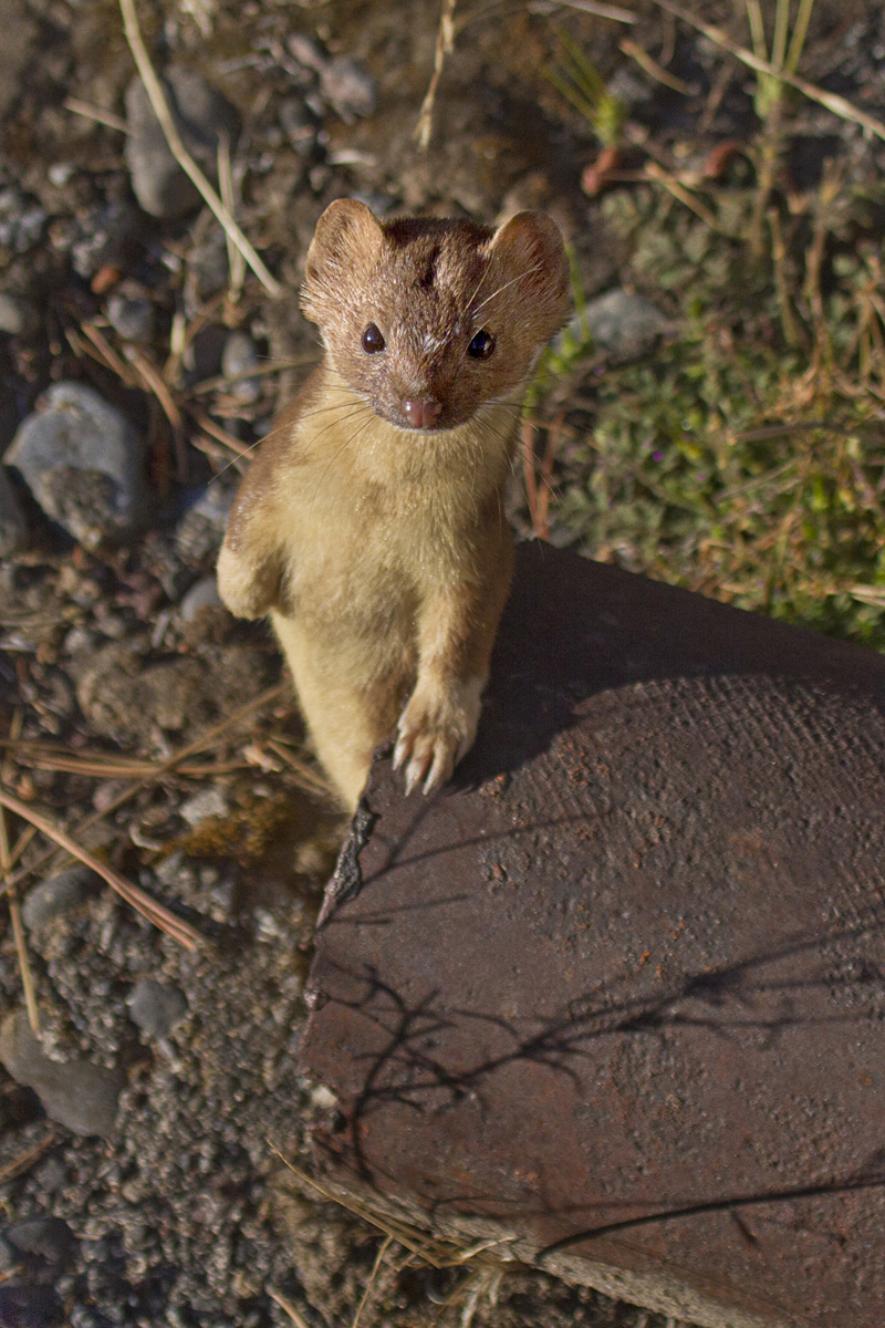 Weasel