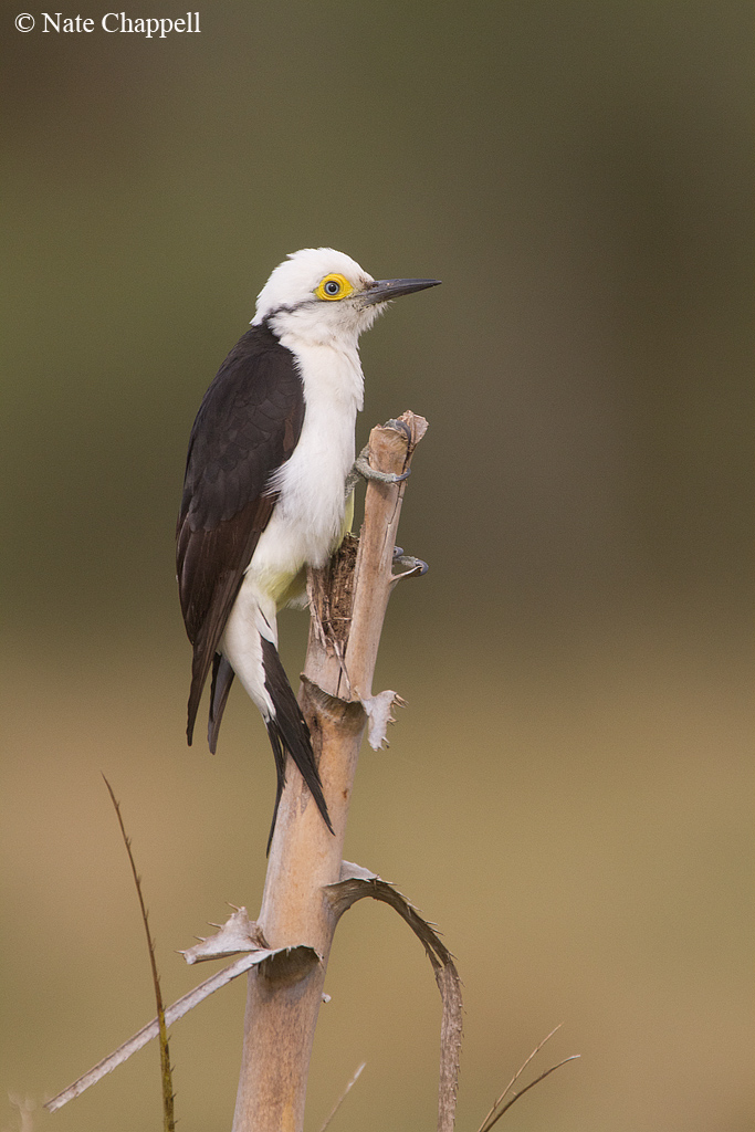 White Woodpecker