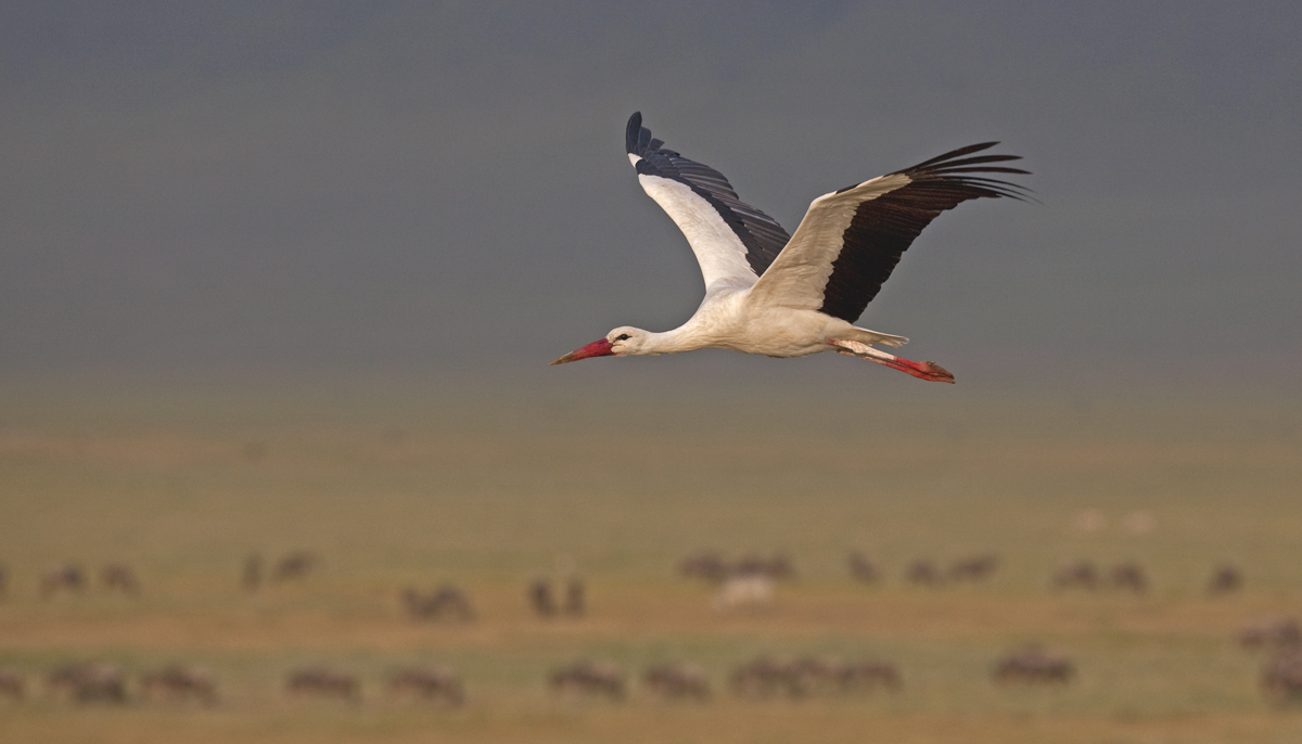 White Stork