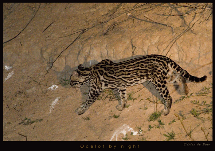 Ocelot by night...