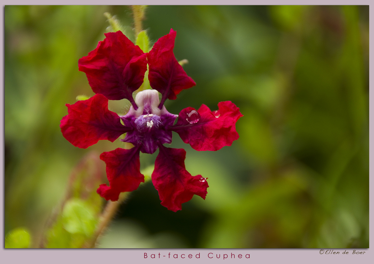 Bat-faced Cuphea...?