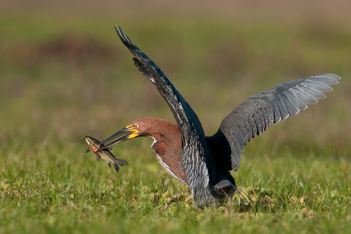 Rufescent Tiger Heron
