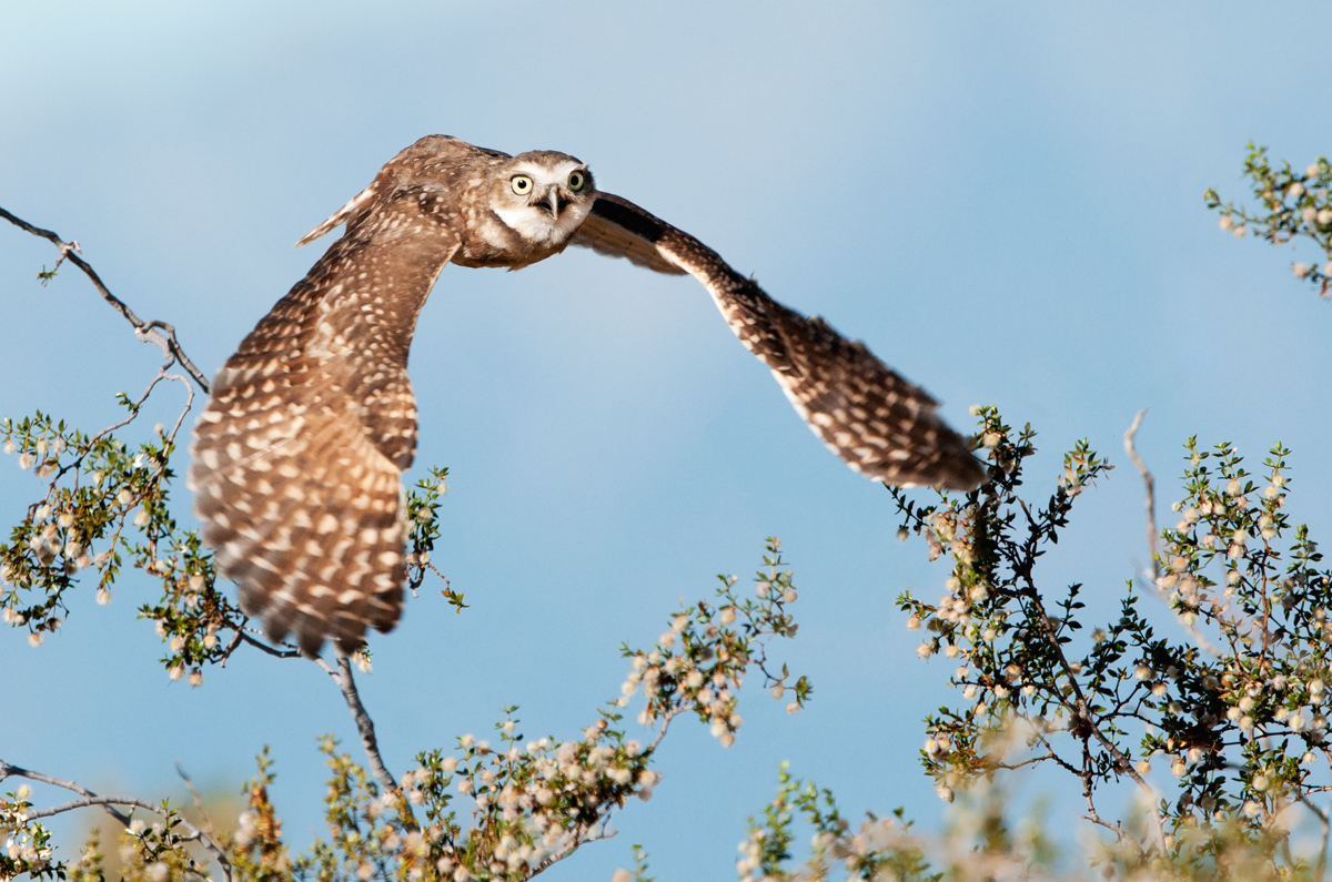 Burrowing Owl