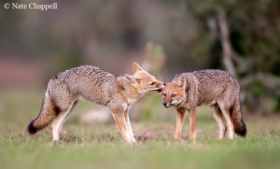 Pampas Foxes