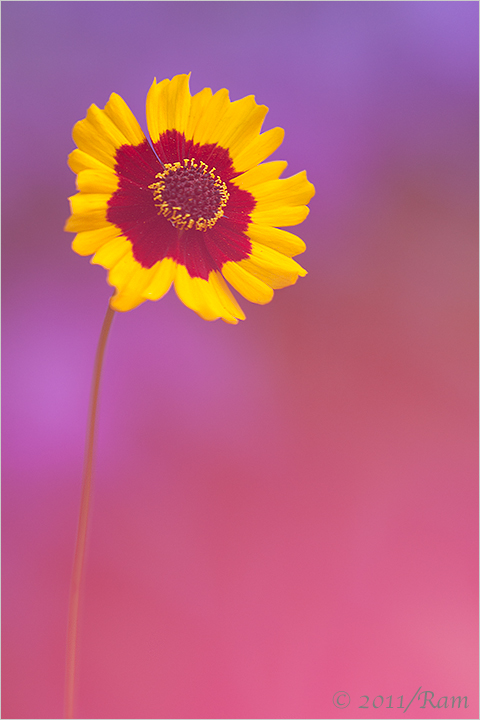 Coreopsis + One More