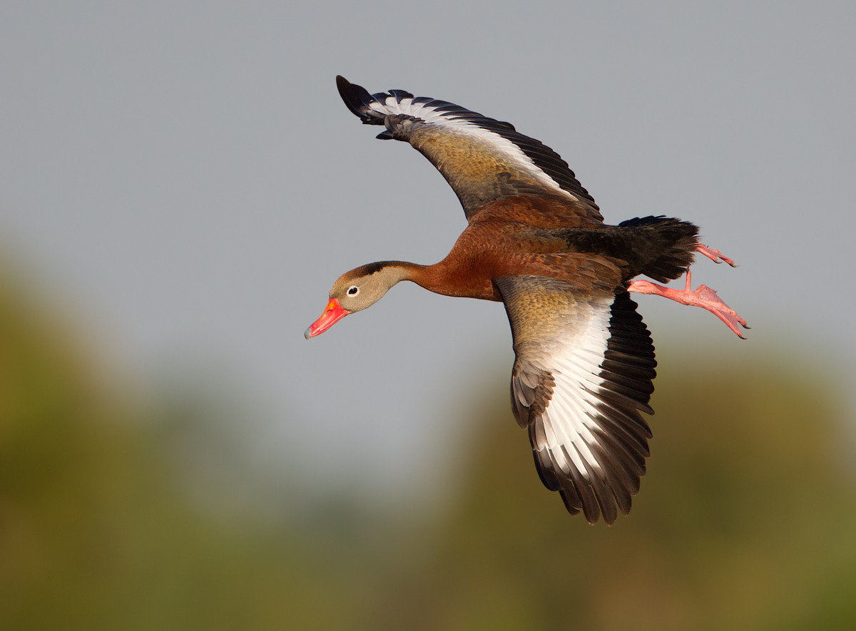 BB Whistling Duck