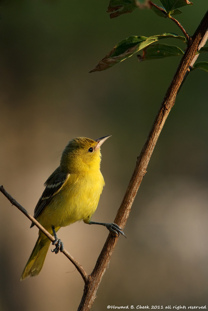 Orchard Oriole (female)