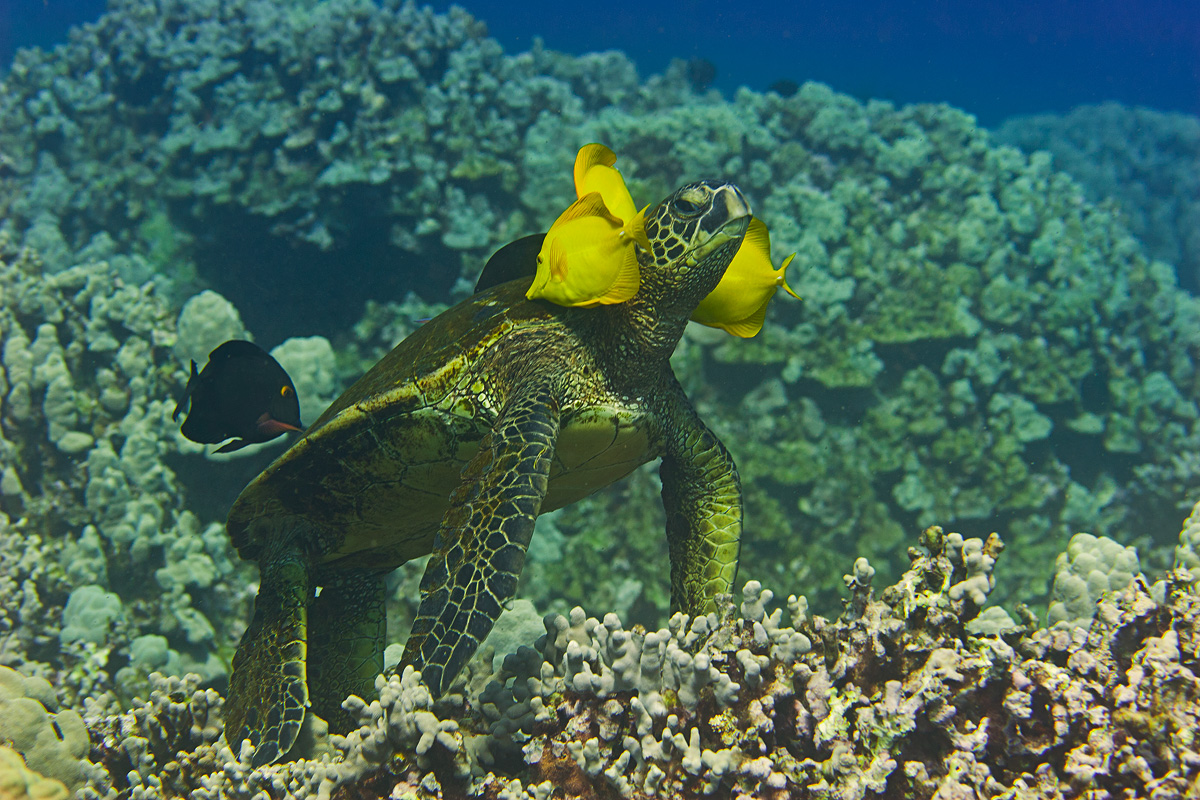 Hawaiian Green Turtle