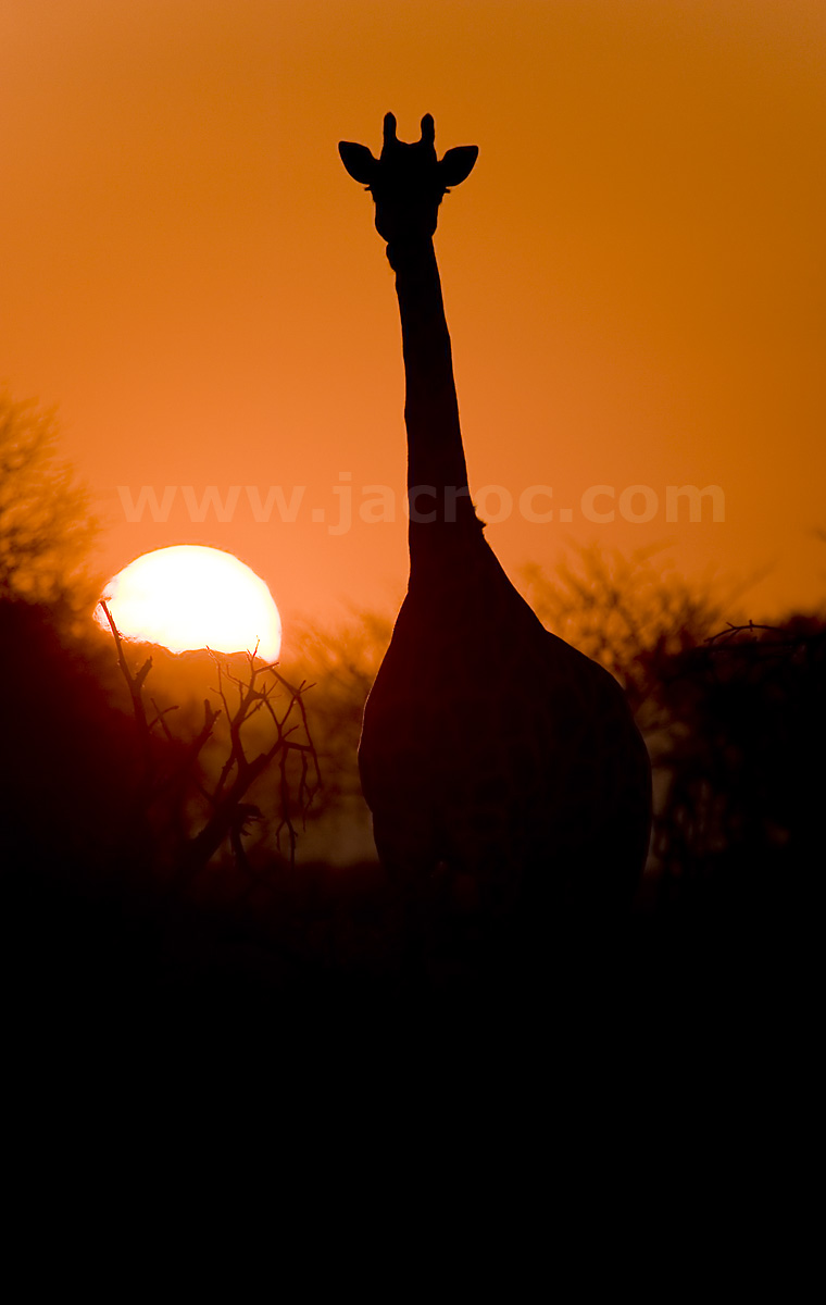 Dusk Giraffe