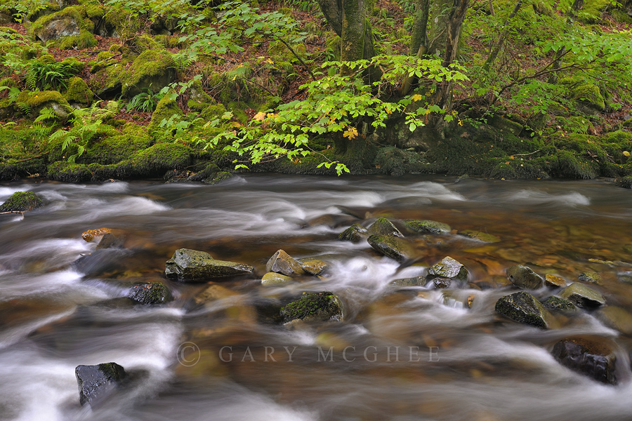 Afon Gwynant
