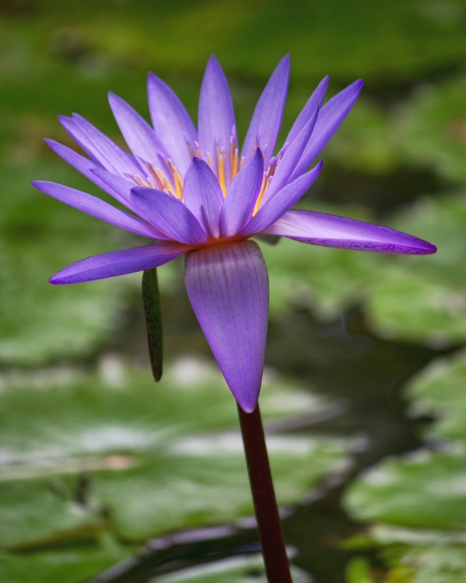 Waterlily in CS5
