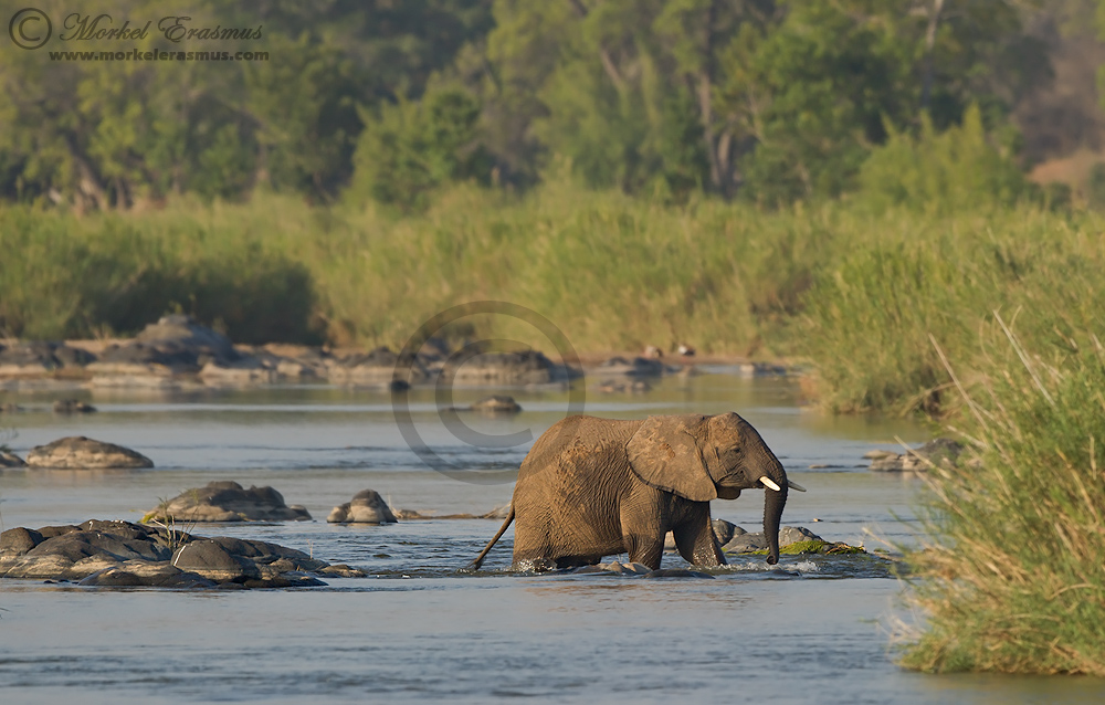 Elephant Crossing