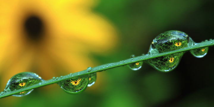 Flower raindrops