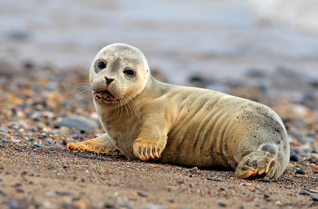 Common Seal