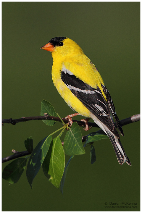 American Goldfinch