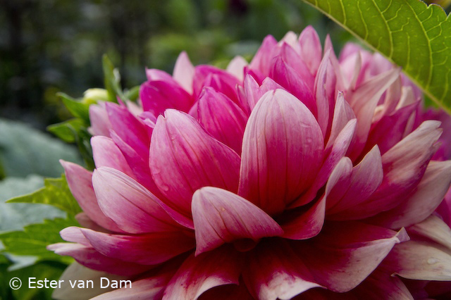 Pink Dahlia