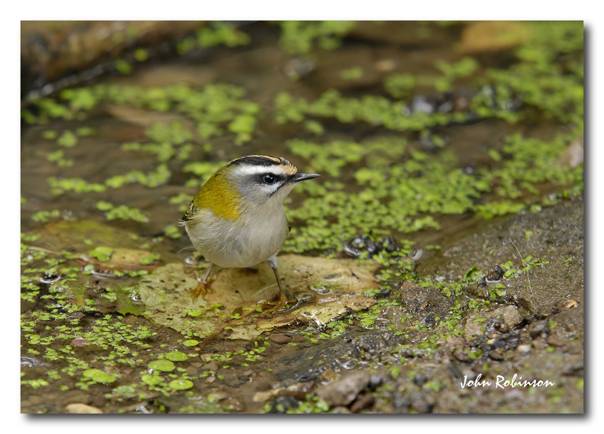 Firecrest