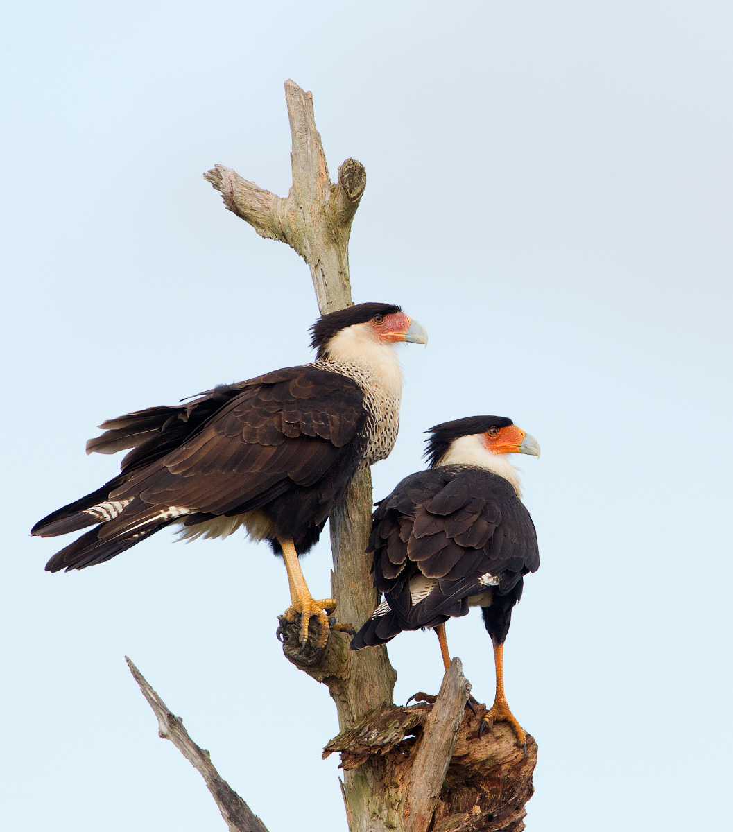 Caracara pair