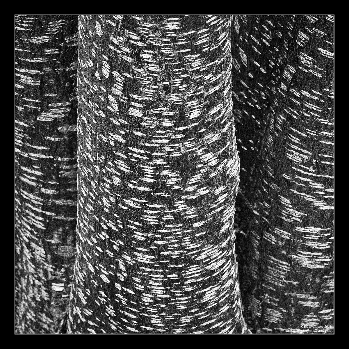 Chinaberry Abstract