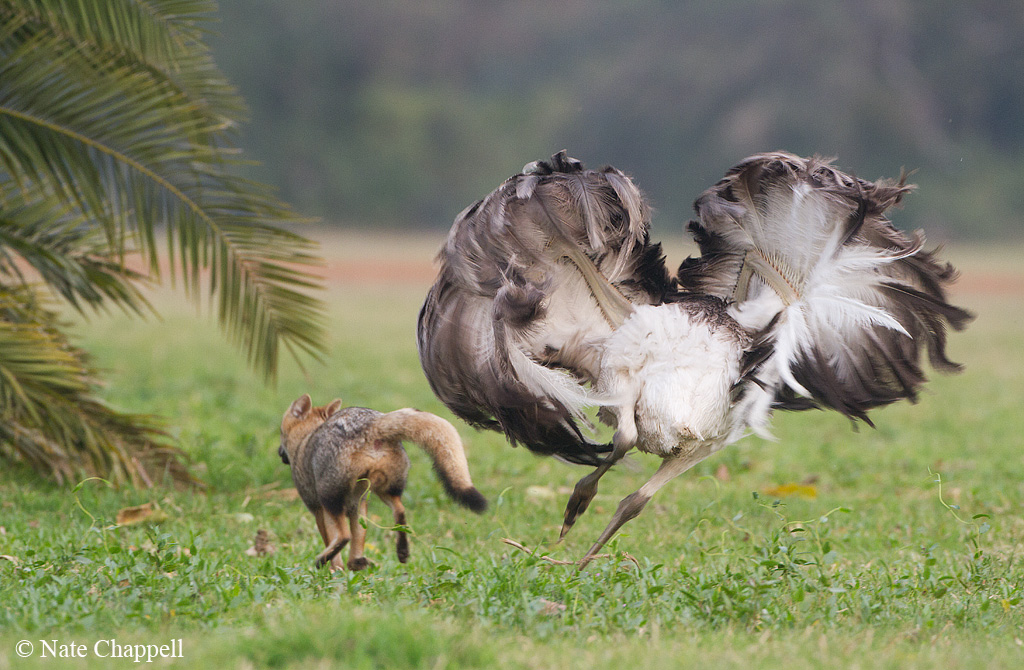 Rhea chasing Pampas Fox