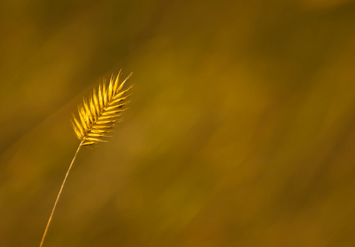 Autumn Gold
