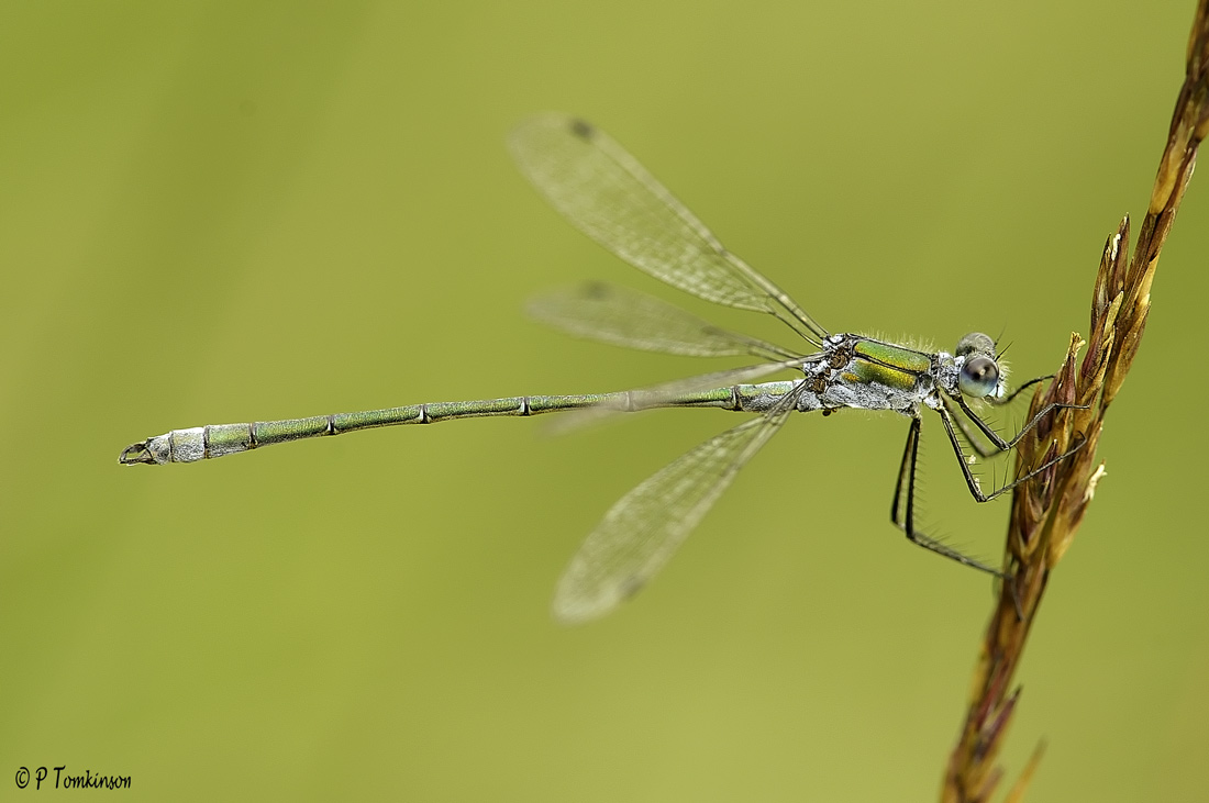 Emerald Damselfly