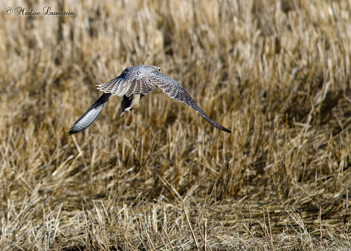 Prairie Falcon