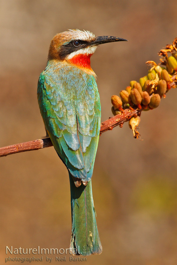 White fronted bee eater