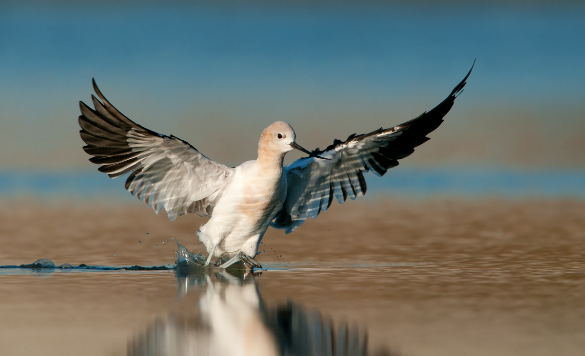 Am. Avocet