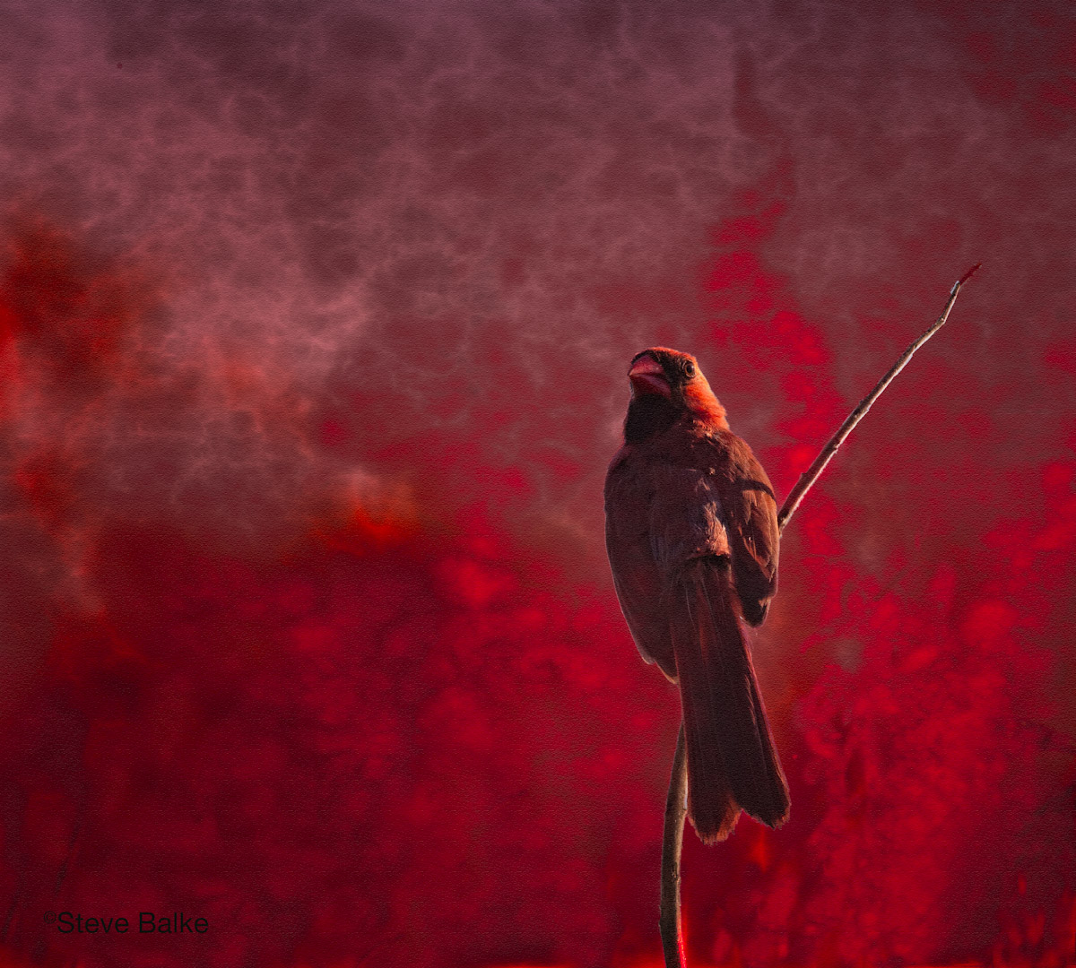 Hades Cardinal