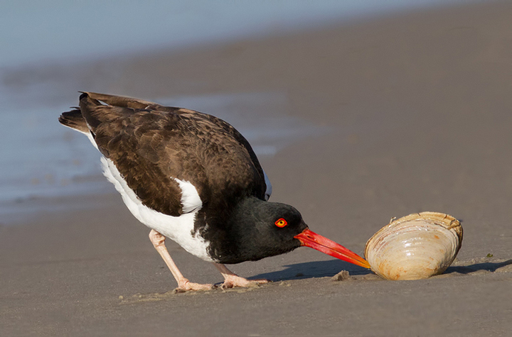 Oystercatcher With Clam