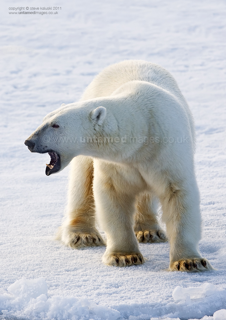 The 'Ice Bear'