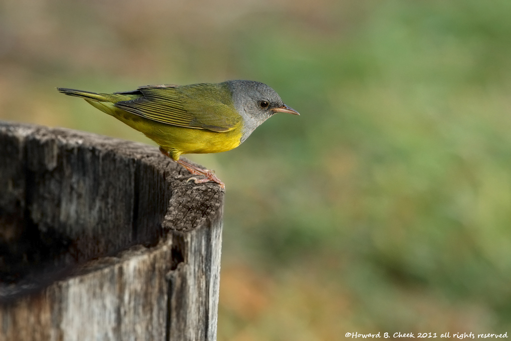 Mourning Warbler