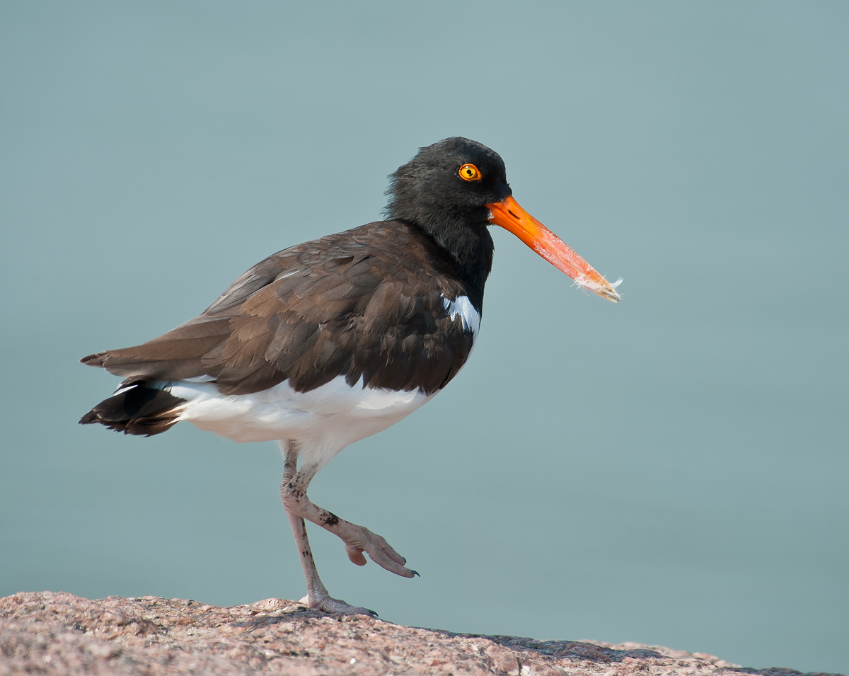 American Oystercatcher