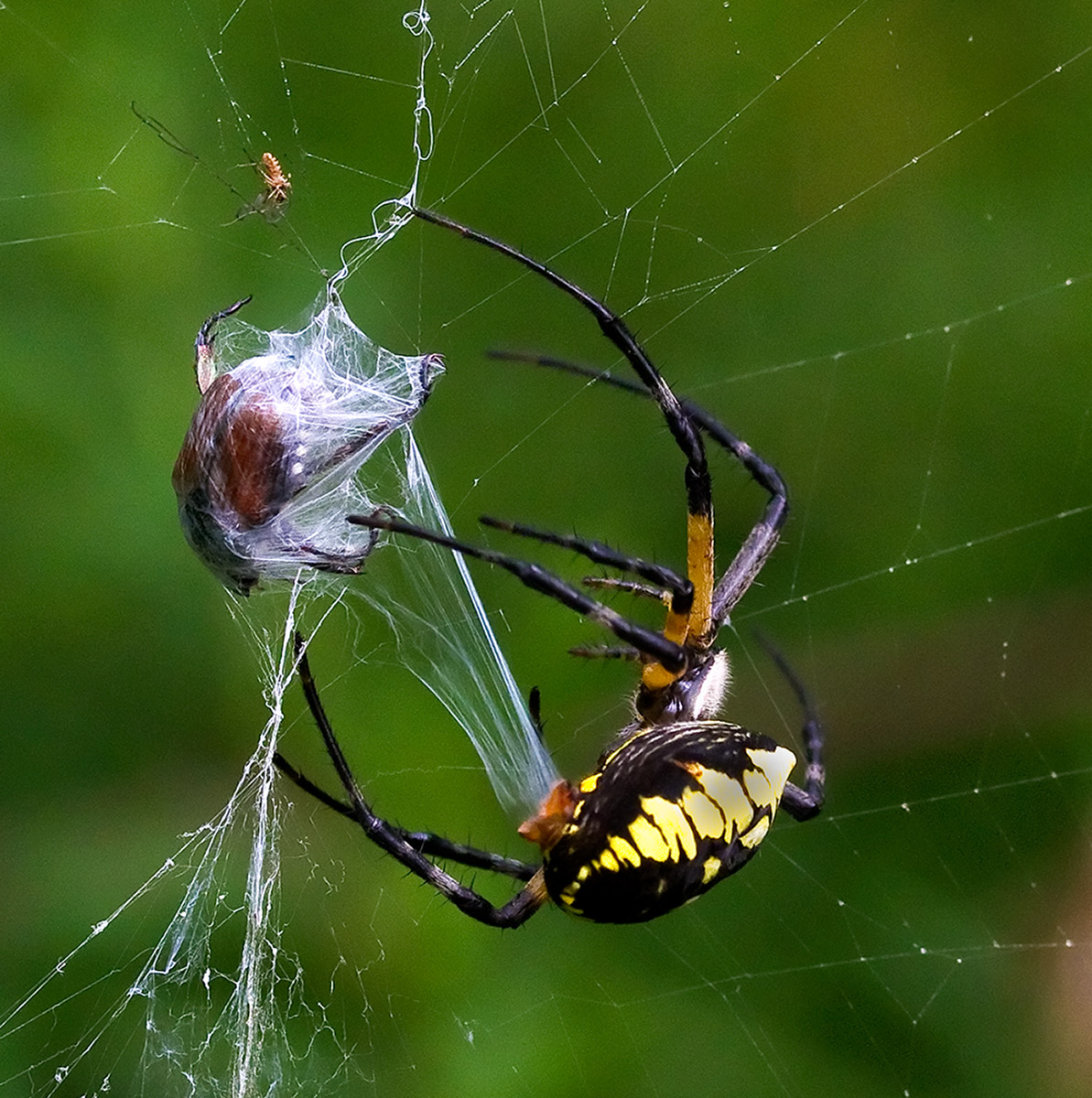 Spider Wrapping Prey 