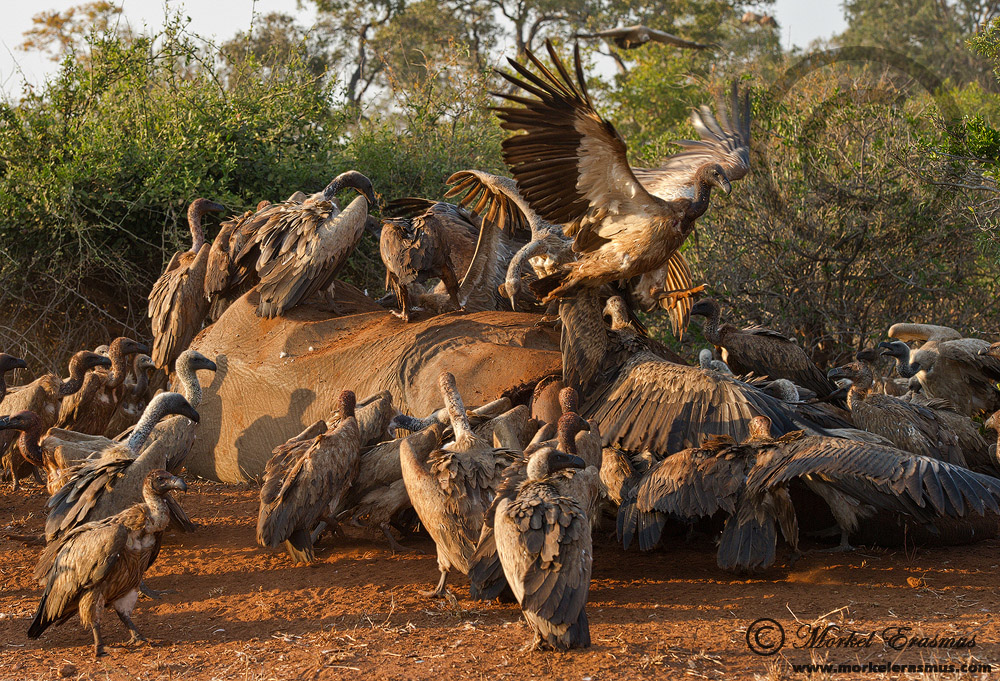 The Circle of Life